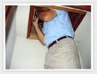 Termite Crawl Space