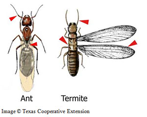 Termite image verses Ant image