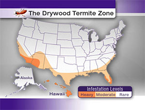 Termite Infestation Map