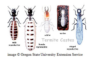 Types of Termites